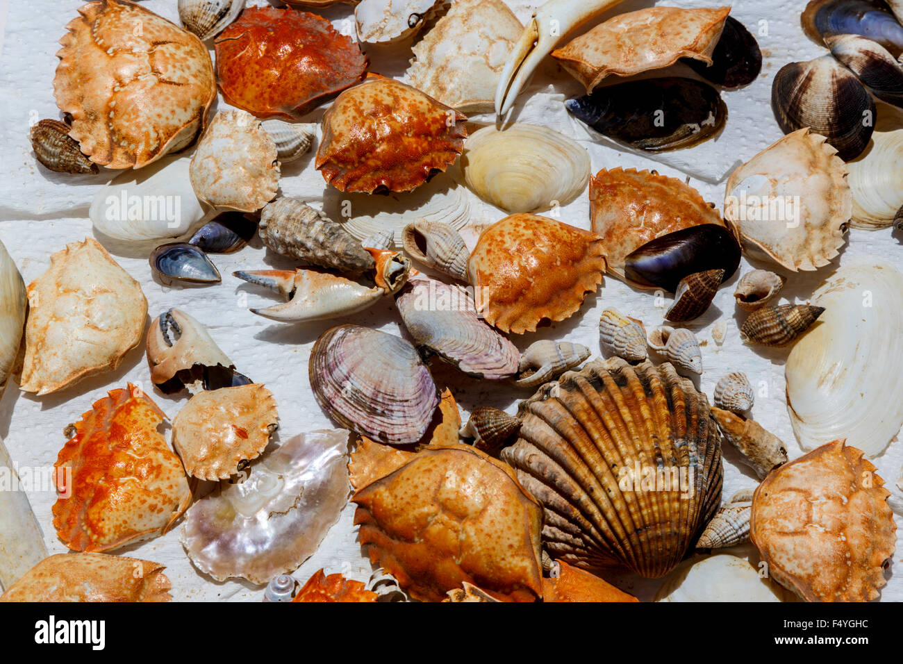 Eine Auswahl an verschiedenen Muscheln auf weißem Material Krebse Muscheln Austern Muscheln festgelegt Stockfoto