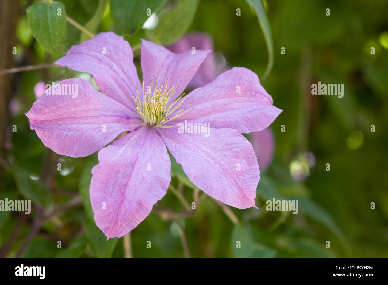 Clematis 'Madame Baron Veillard' Blumen. Stockfoto