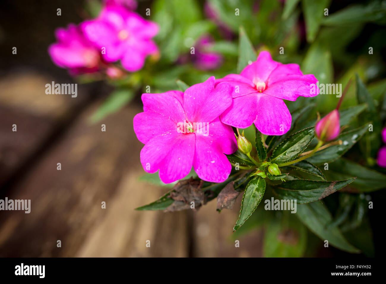 schöne rosa Clematis auf Natur Hintergrund. Stockfoto