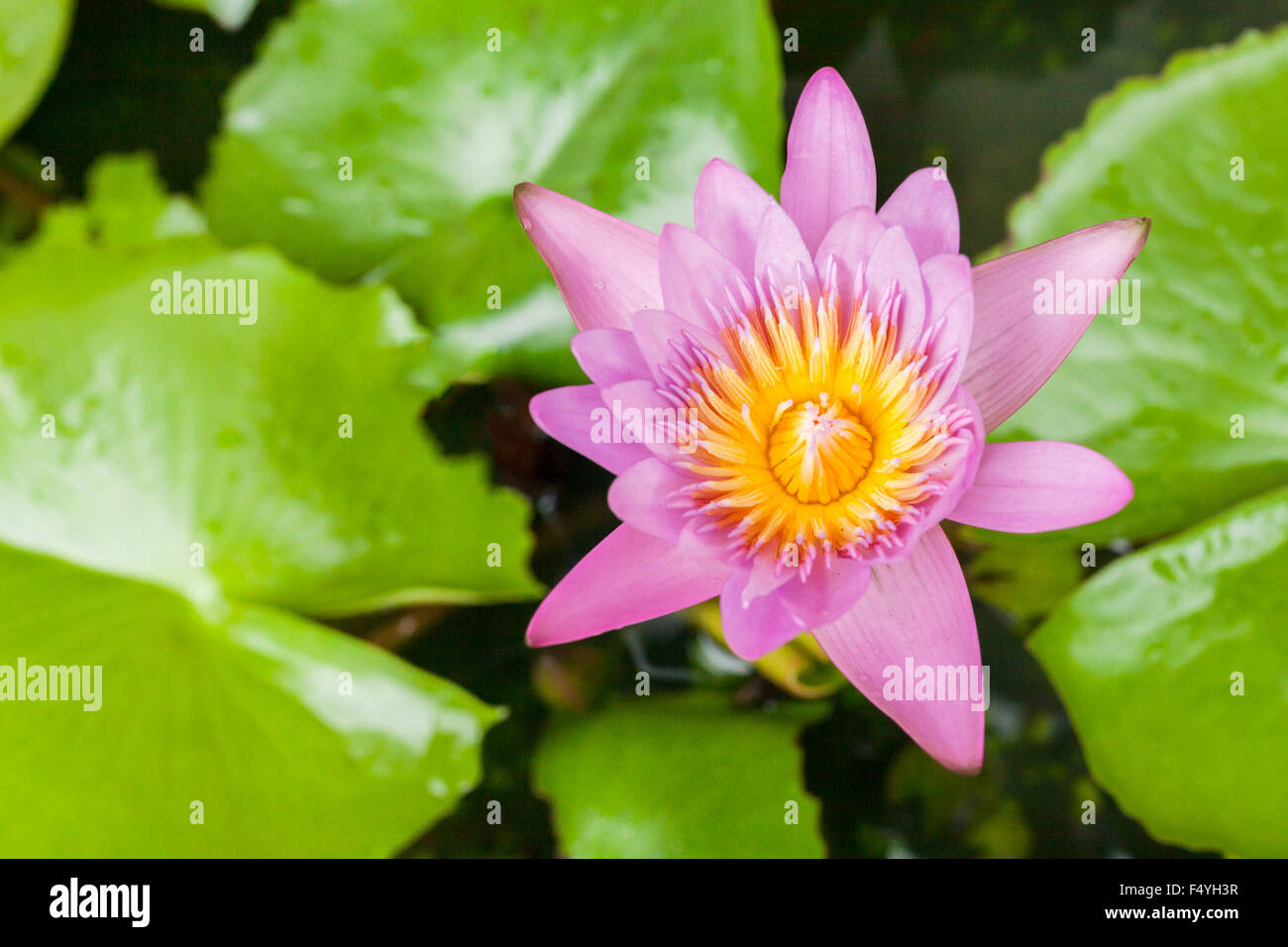 Closeup schöne rosa Lotusblüte Links Platz. Stockfoto