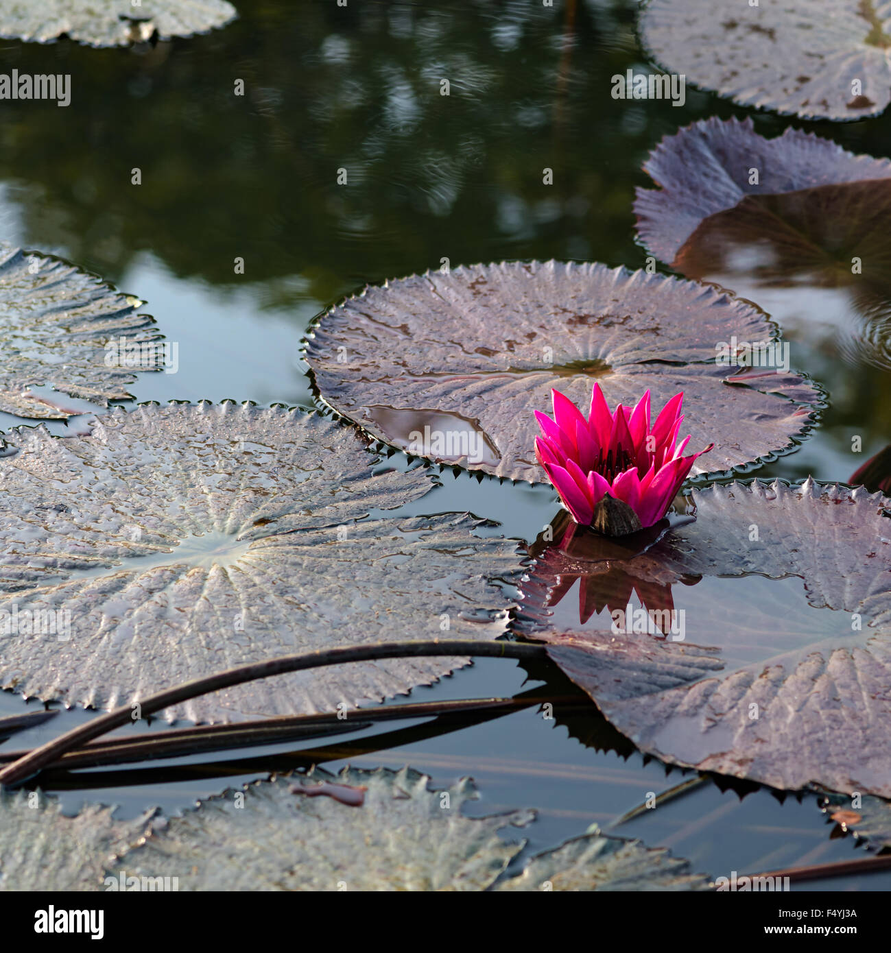 Einzelne Seerose Lotus Blume Teich quadratische Komposition Stockfoto