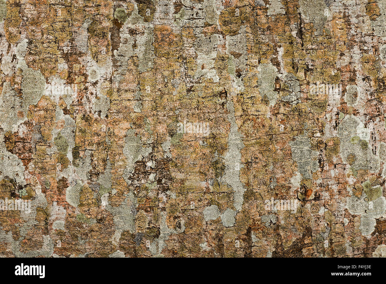 Baumrinde textur hintergrundtextur -Fotos und -Bildmaterial in hoher ...