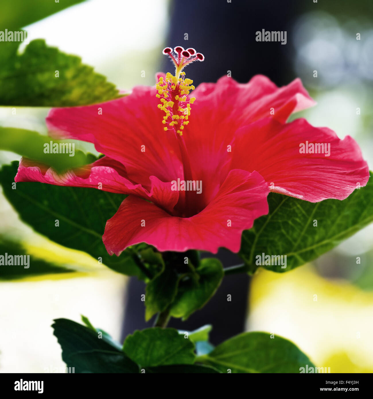Einzelne rote Hibiskus tropische Blume quadratische Zentrum Zusammensetzung Stockfoto