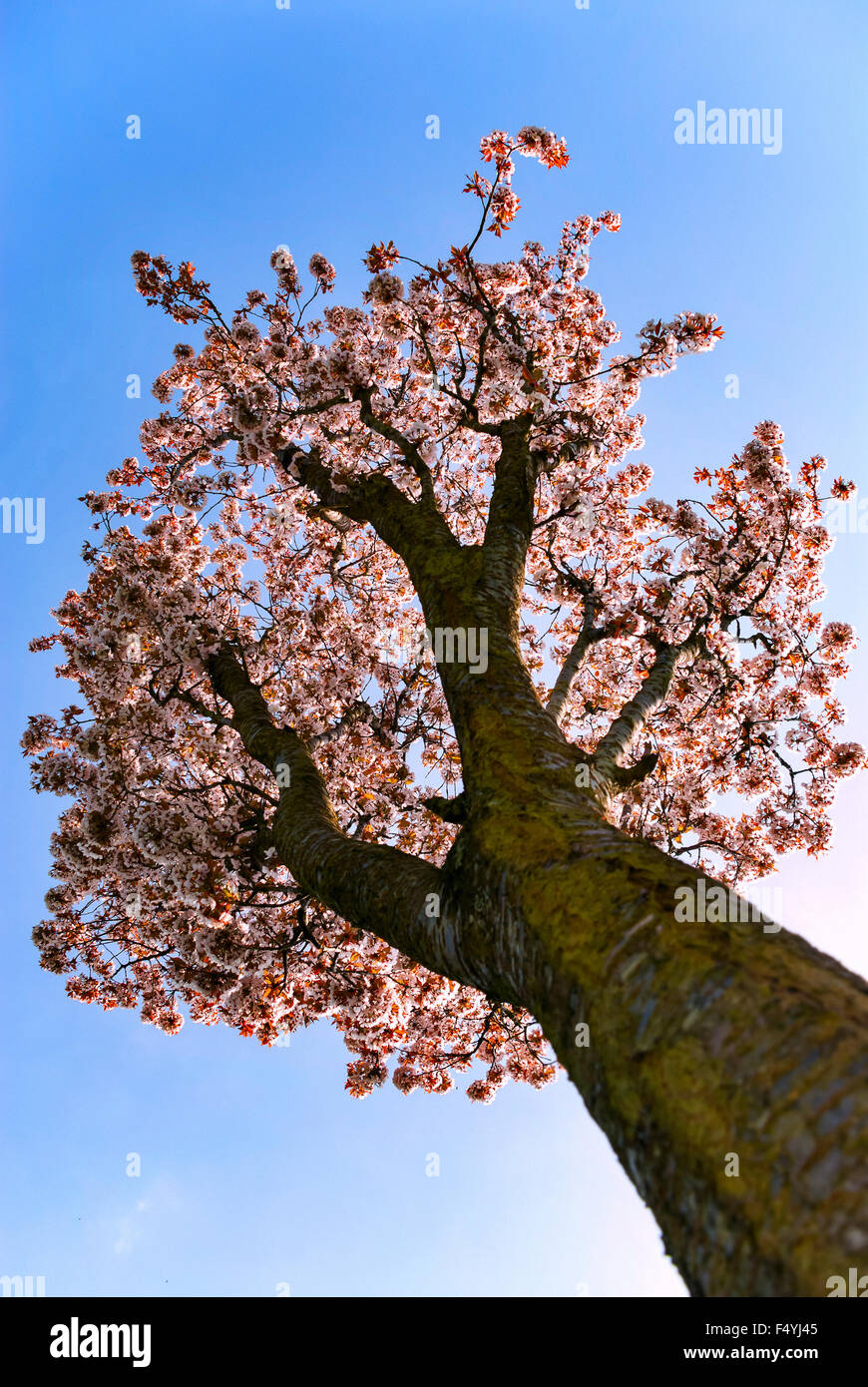 Kirschbaum Blüte Baum geringe Blickwinkel Stockfoto