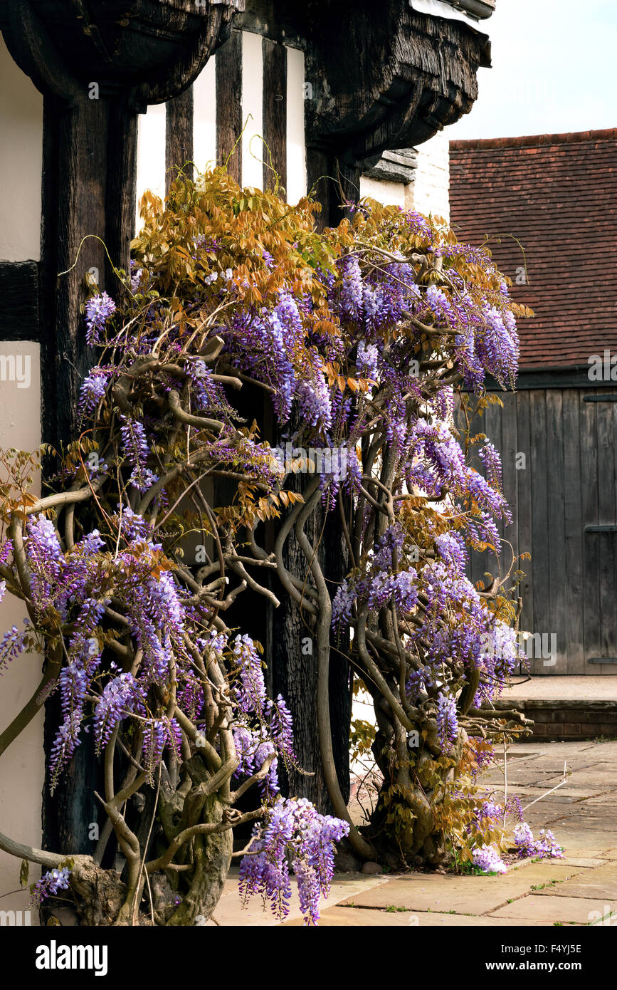 Tudor antikes Haus Blakesley Hall Eingang Glyzinien Bindfäden Rebe dekorativer Baum Blume uk-Birmingham Stockfoto