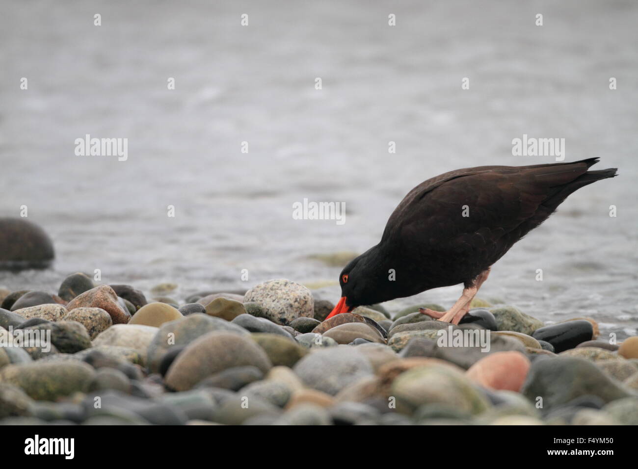 Schwarze Austernfischer (Haematopus Bachmani) in Kanada Stockfoto