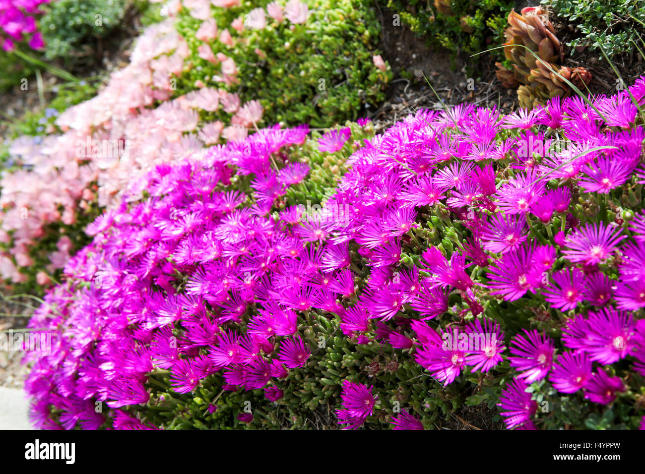 Hardy ice-Werk (Delosperma cooperi) Stockfoto