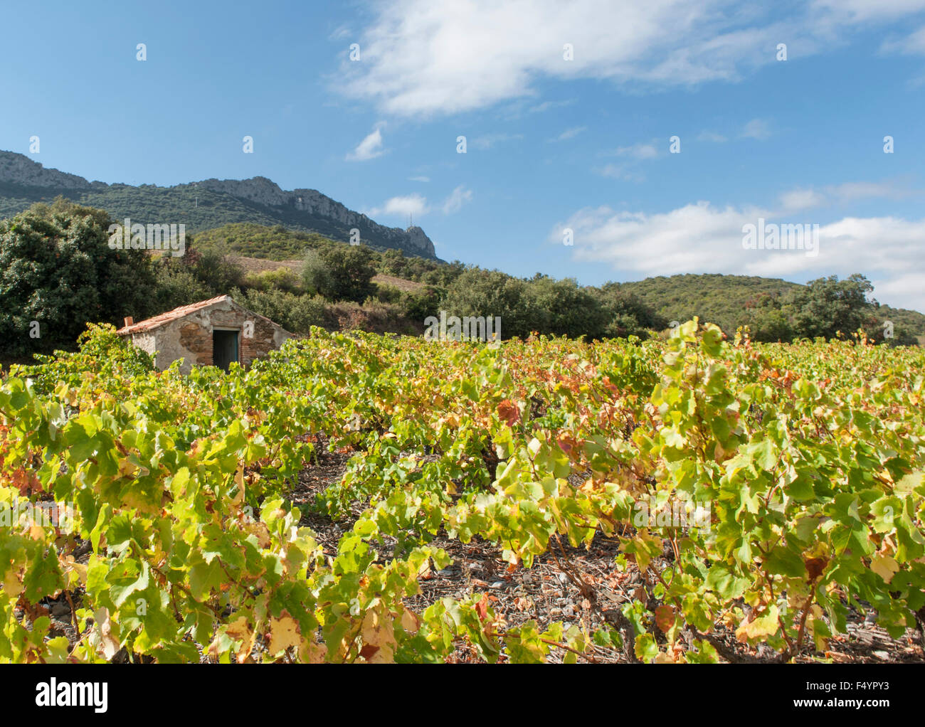 Ein Winzer Hügel in einem Weinberg in der Nähe von Maury im Agly Tal in der Nähe von Perpignan, Roussillon, Frankreich Stockfoto
