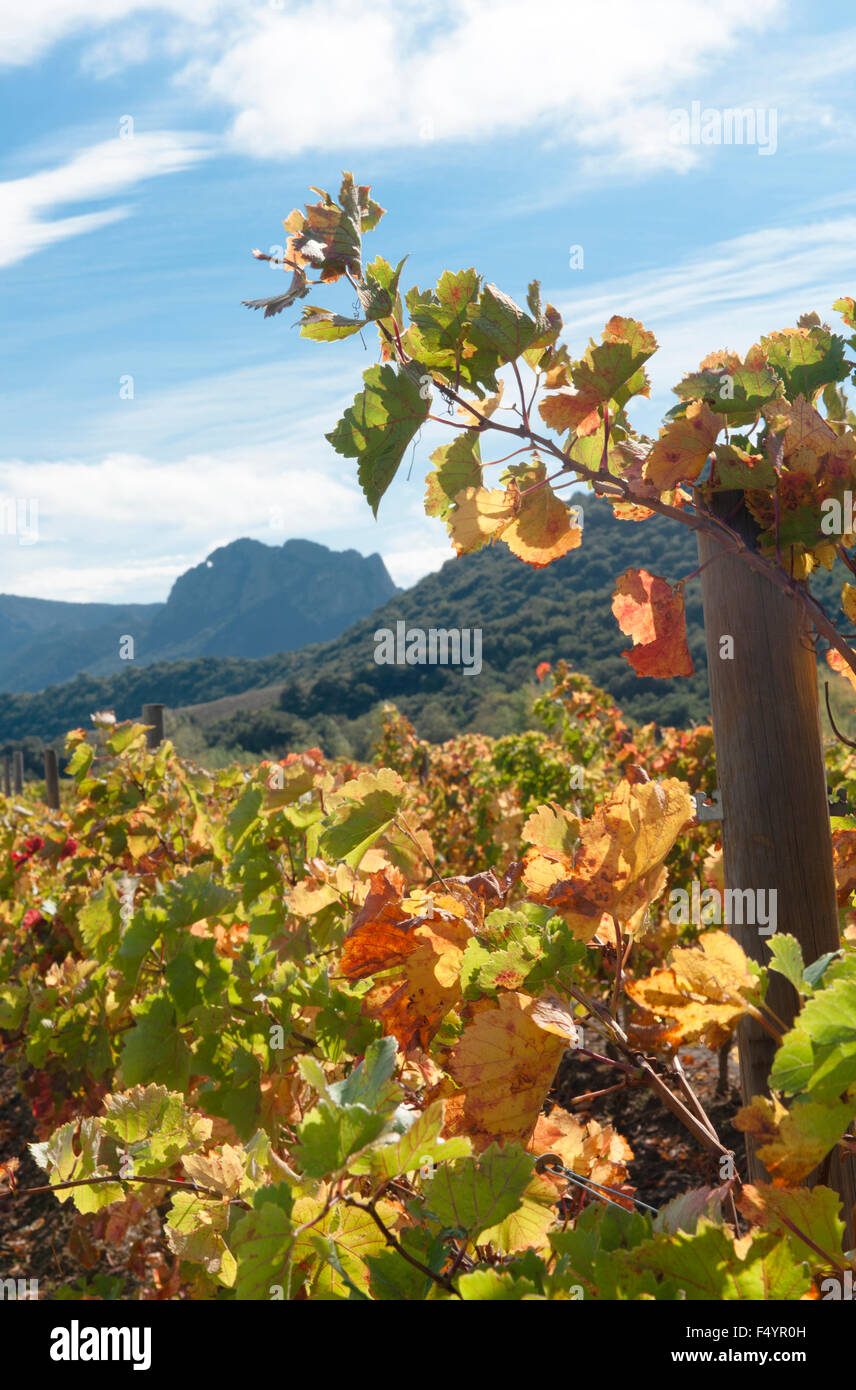 Herbst in der Vallée de l'Agly, ein AOC Wein Anbaugebiet in der Nähe von Perpignan, Frankreich Stockfoto