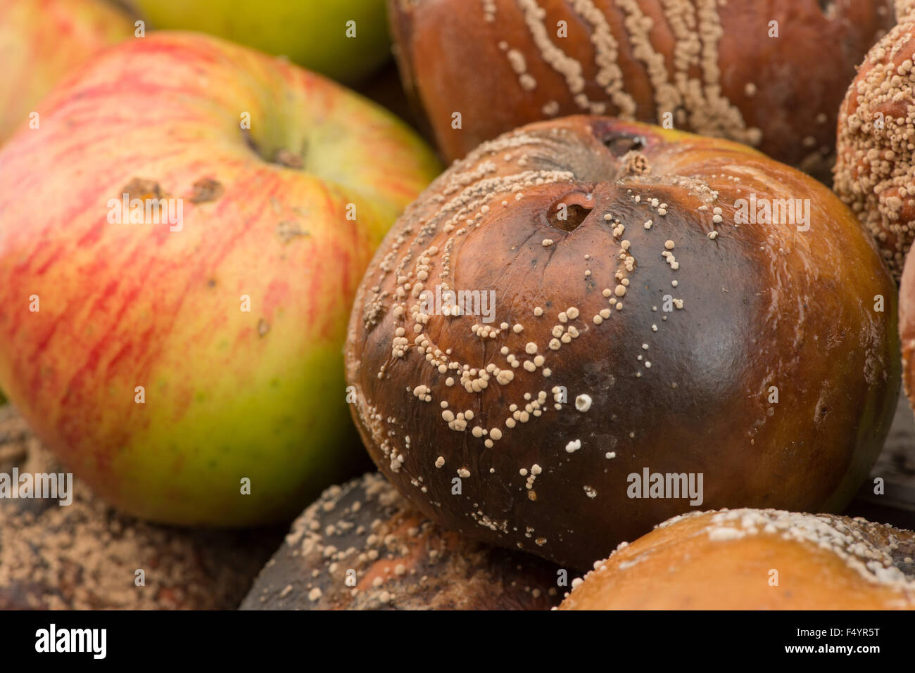 interessante Muster von Pilzsporen wachsen auf Geldsegen Bramley Kochen Äpfel Ringe Linien der Fruchtkörper in Flecken Stockfoto