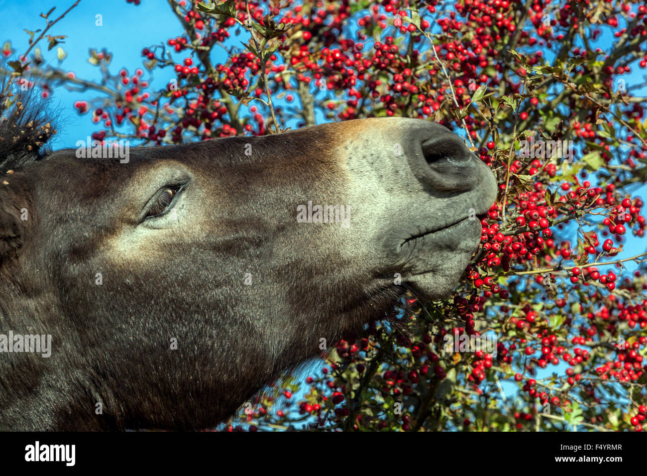 Exmoor Pony weidet Weißdornbeeren. Wildes Pferd, Pferdekopf Stockfoto