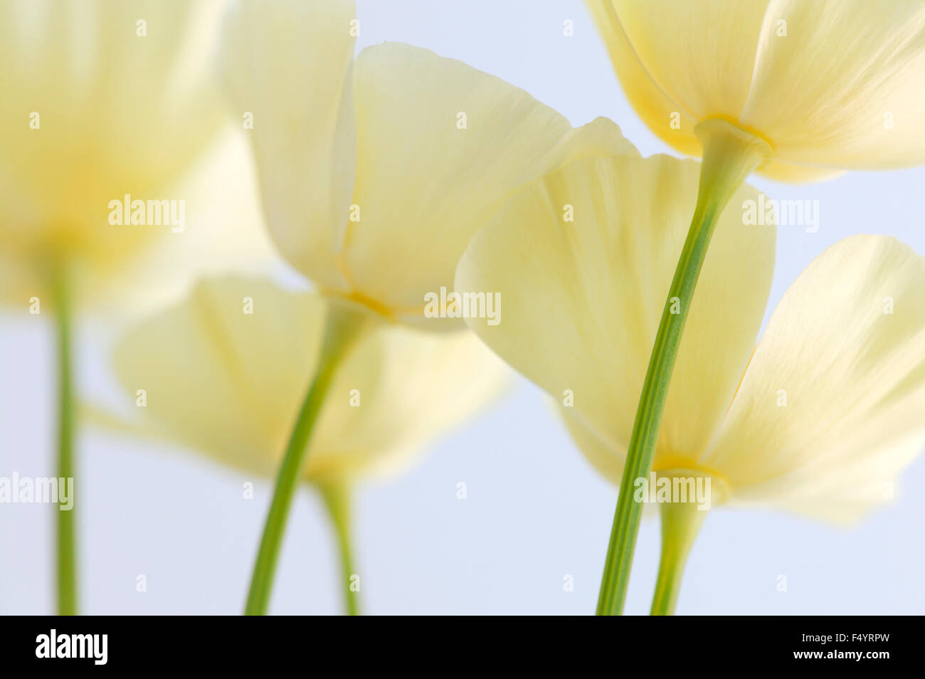 Cremige weiße California Mohn (Eschscholzia Californica). Cremefarbene Blüten vor einem weißen Hintergrund. Stockfoto