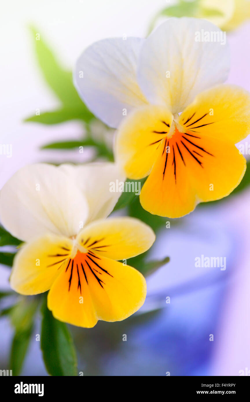 Viola (violett) Trikolore "Stiefmütterchen". Nahaufnahme der Blüten in blauem Glas. Stockfoto