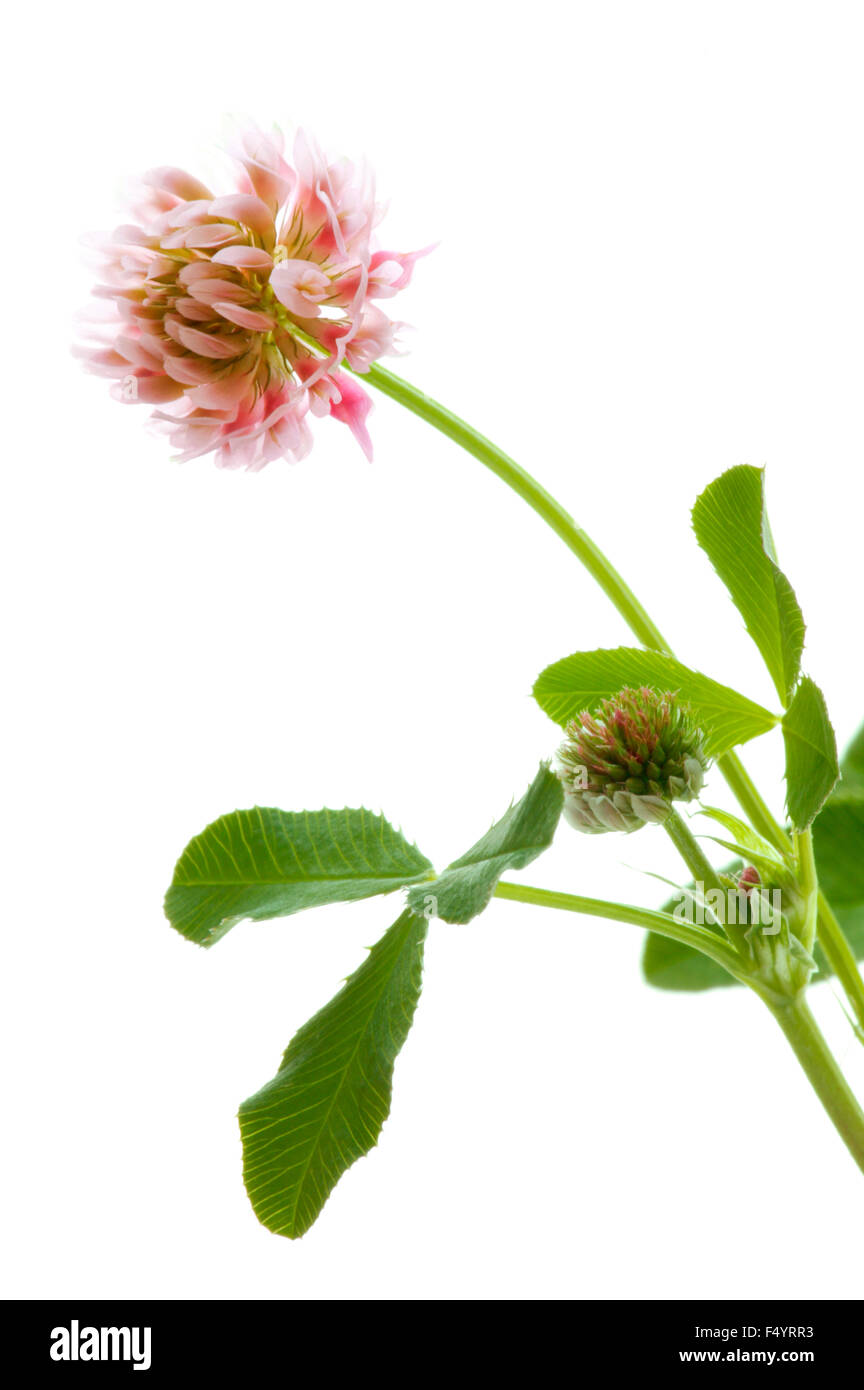 Trifolium hybridum (Alsike Kleeblatt) Rosa Blüte, Knospe und Blätter auf weißem Grund Stockfoto