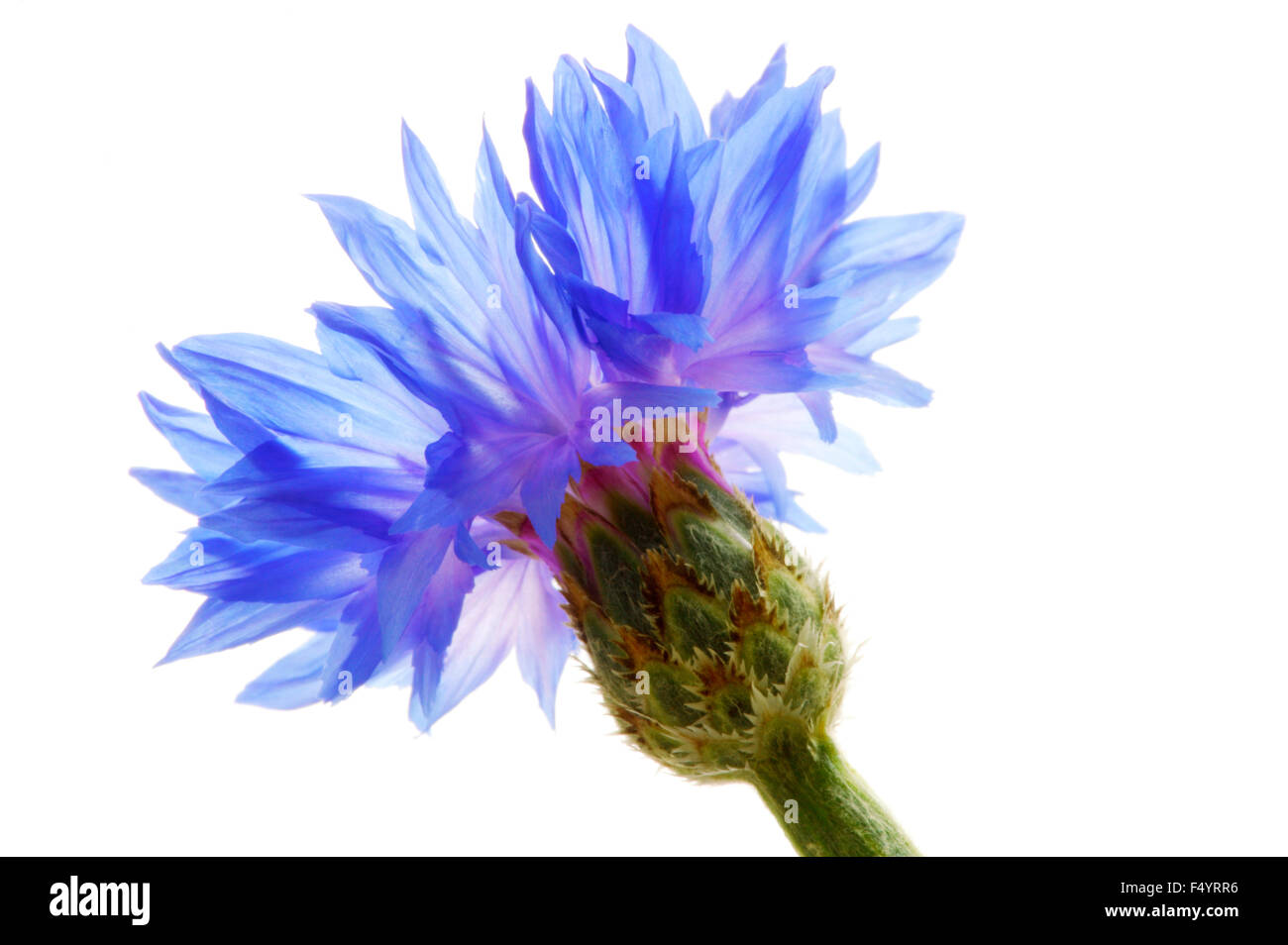 Centaurea Cyanus "Blauen Ball" (Kornblume, Bachelor-Taste). Nahaufnahme eines einzigen Kornblume Hintergrundbeleuchtung vor weißem Hintergrund. Stockfoto
