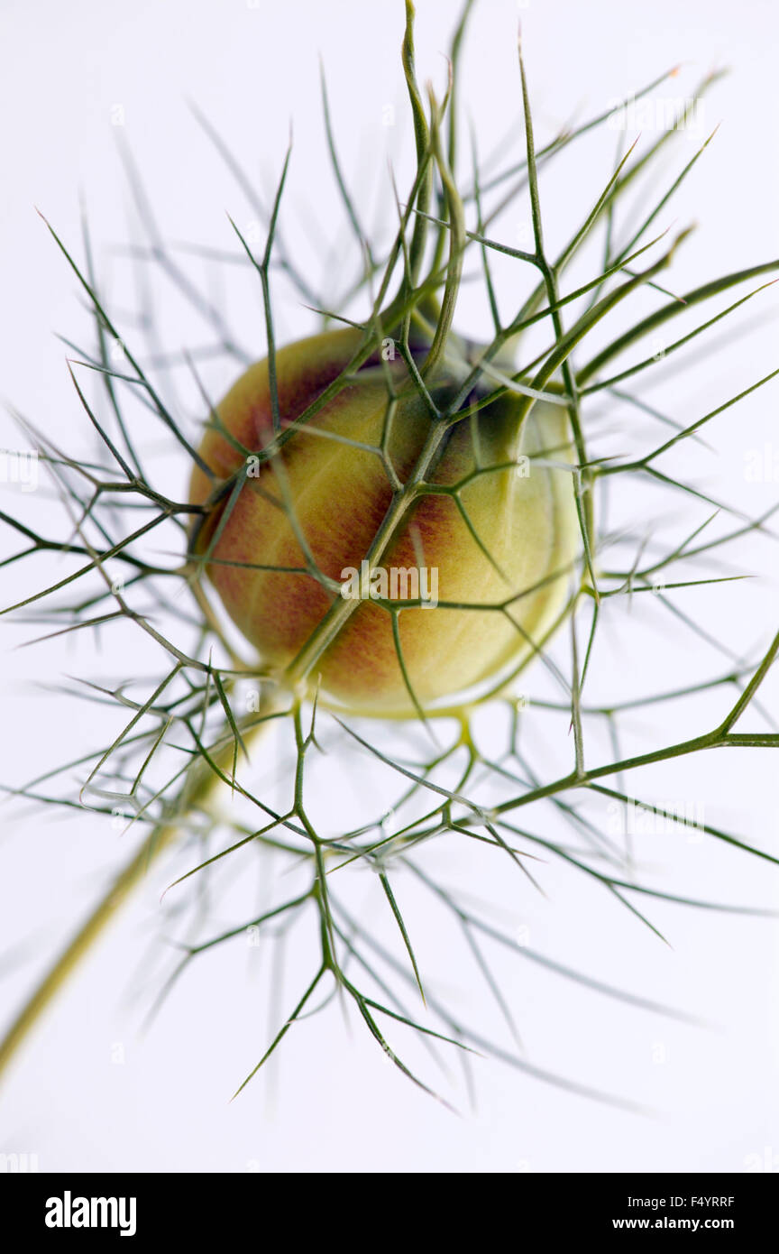 Nigella "Miss Jekyll" (Love-in-a-mist). Saatgut Kopf vor weißem Hintergrund. Stockfoto