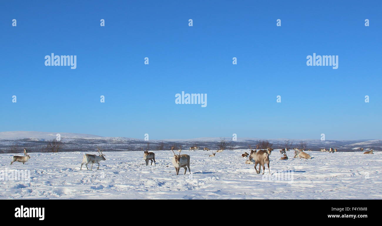 Rentierherde Norwegens Polarkreis Stockfoto