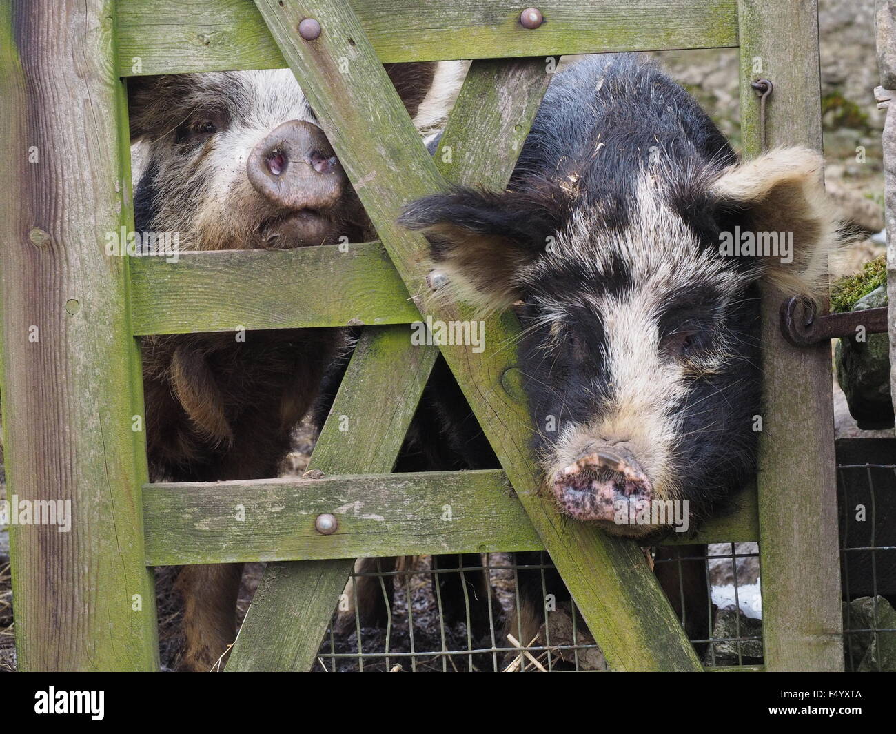 zwei Schweine mit borstigen Schnauzen stossen durch Löcher in einem gebrochenen Holztor Stockfoto