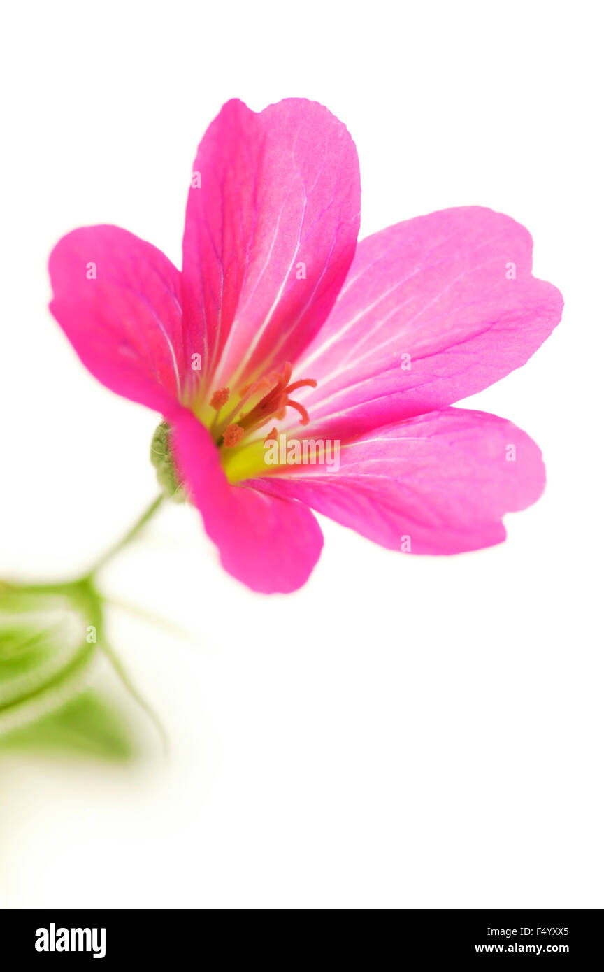 Geranium Endressii "Auge des Betrachters" (Storchschnabel). Nahaufnahme der trompetenförmige, rosa Blume vor weißem Hintergrund. Stockfoto