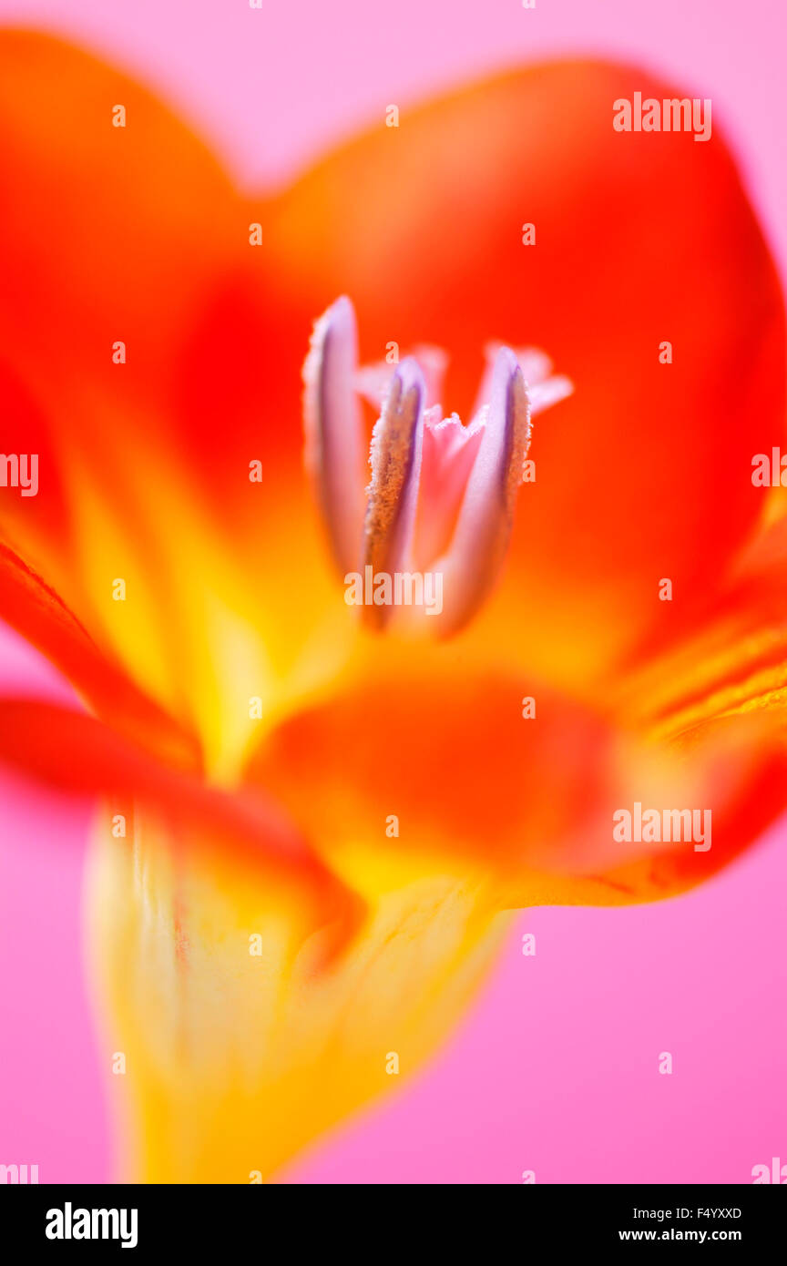 Lebendige Freesie Blume vor einem rosa Hintergrund Stockfoto