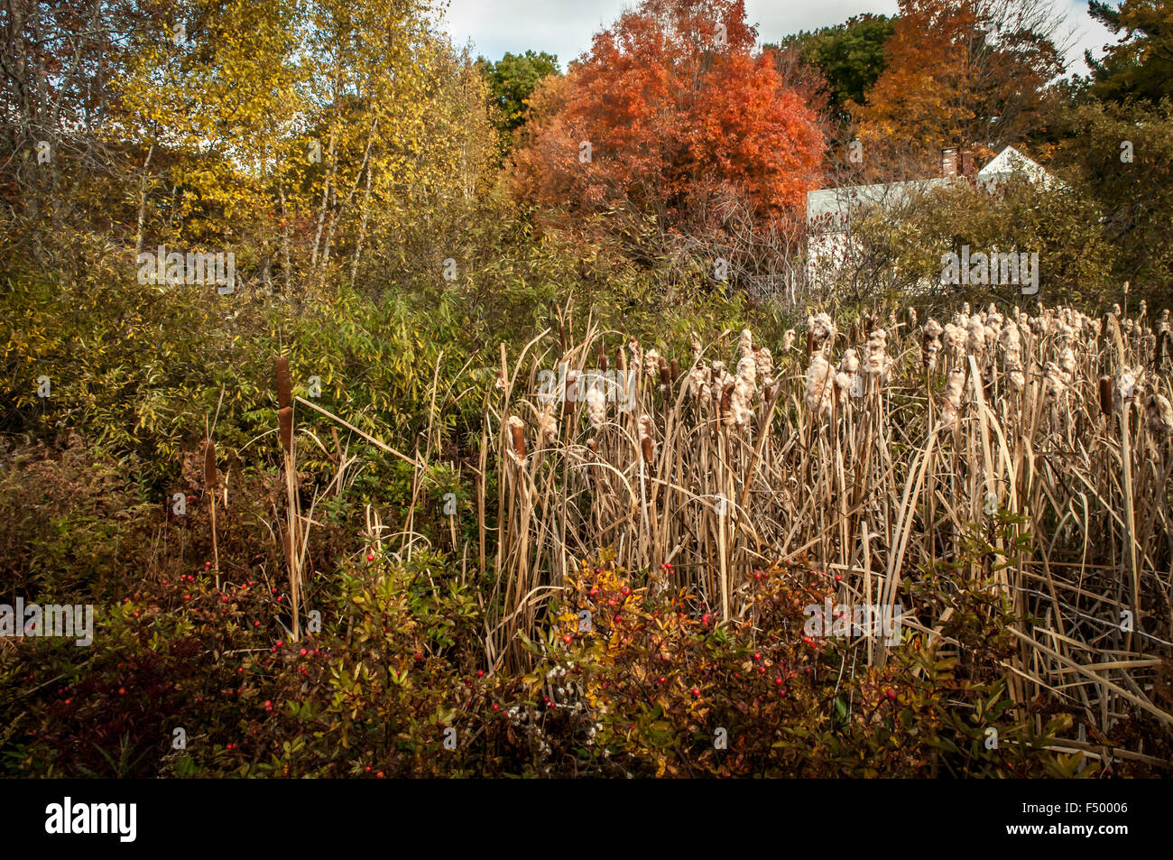 Ein Haus ist am Rand des Sumpfes in der Herbst-Saison die schönste Zeit des Jahres. Mit der Birke, Ahorn, Stockfoto