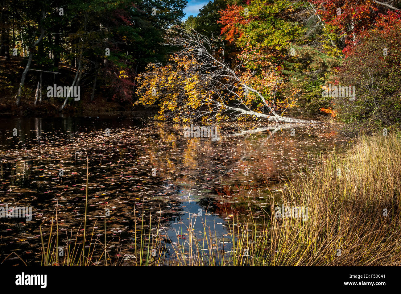 Die Herbst-Saison bringt Farbe überall. Auch diese alten toten Bäumen, golden Grass und die Teiche mit den Bäumen Überlegungen Stockfoto