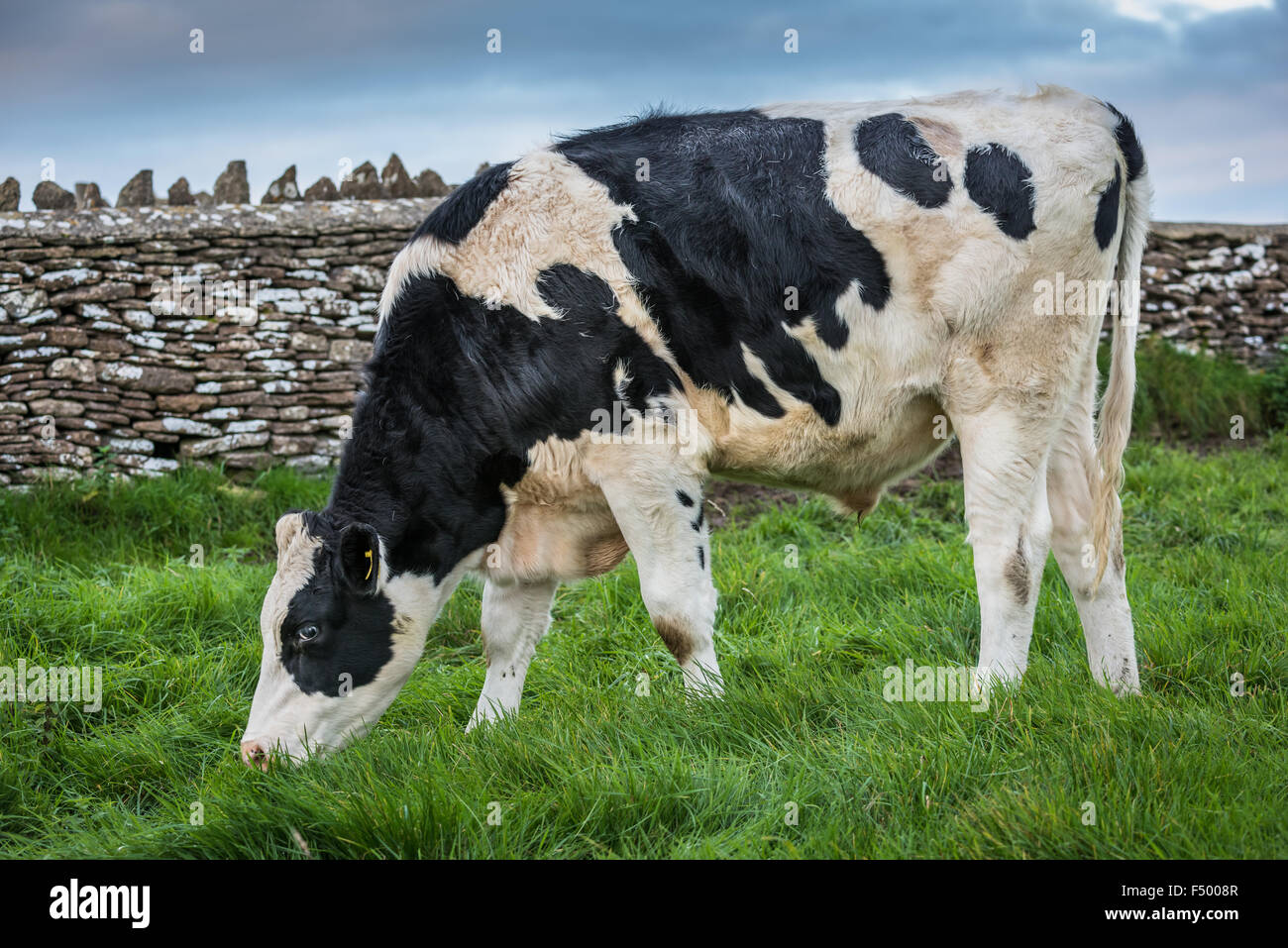 UK-Vieh Stockfoto