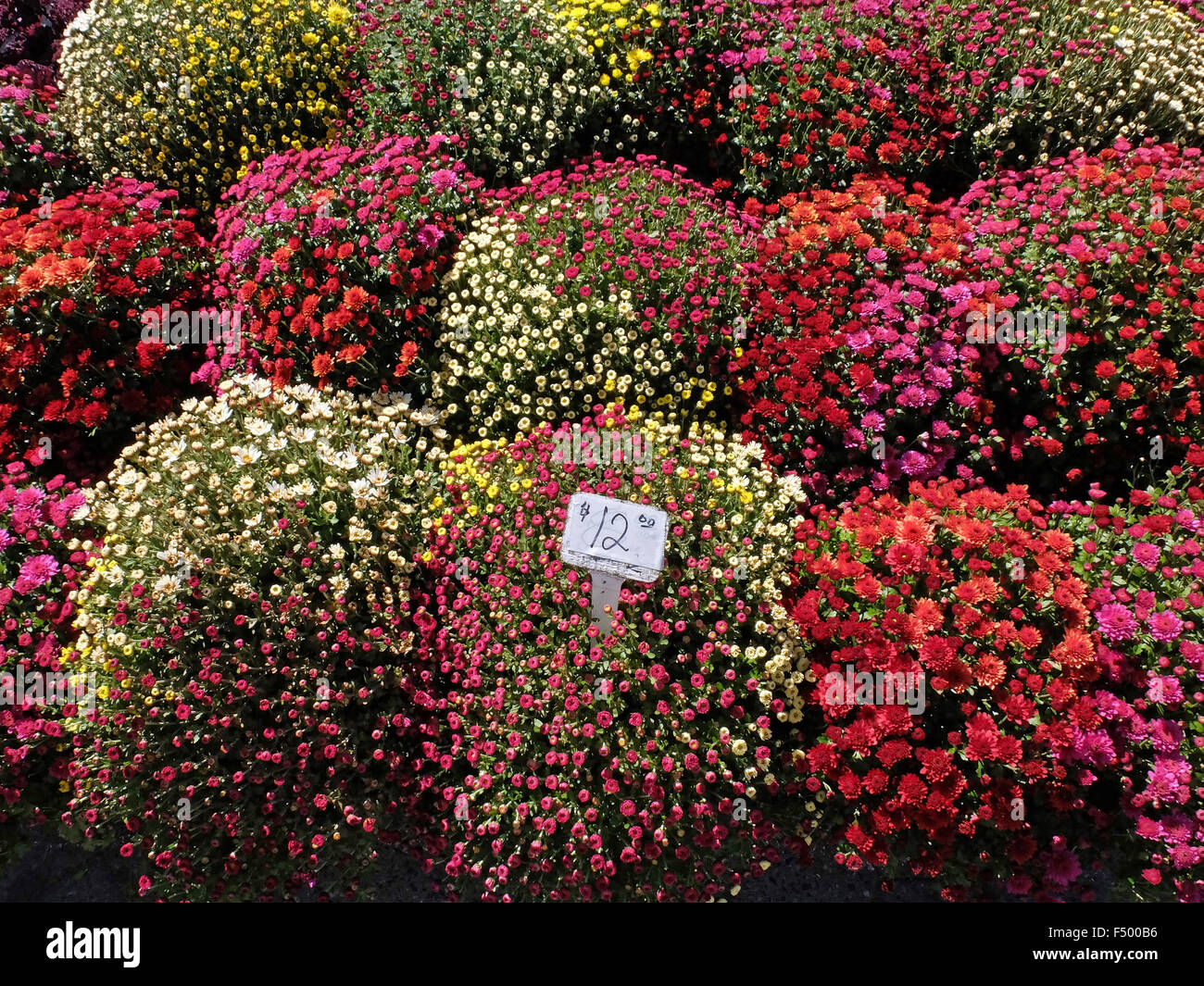 Bunte Blumen zum Verkauf an den Markt der grünen Union Square in Manhattan, New York City Stockfoto