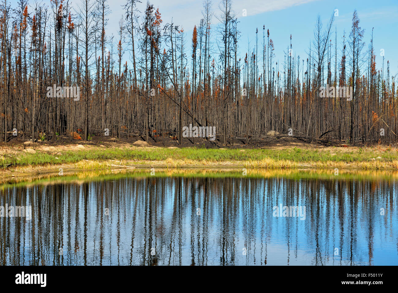 Verbrannte Bäume im borealen Wald Feuer Zone, Behchoko, Nordwest-Territorien, Kanada Stockfoto