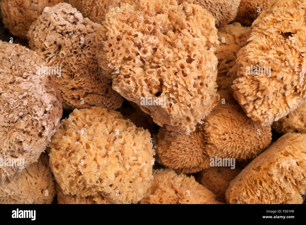 Natürliche Schwämme, Sými, Rhodos, Dodekanes, Griechenland Stockfoto