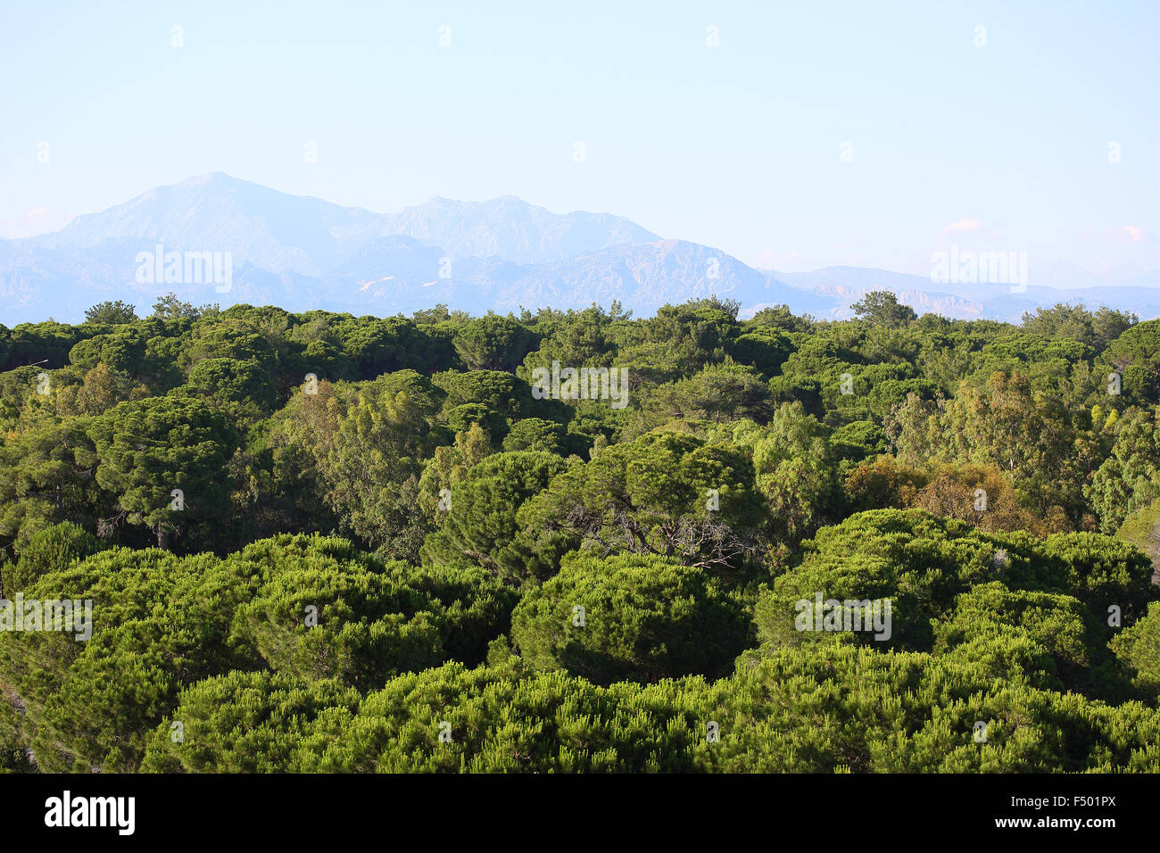 Landschaft, grünen Wäldern und hohen Bergen im Hintergrund Stockfoto