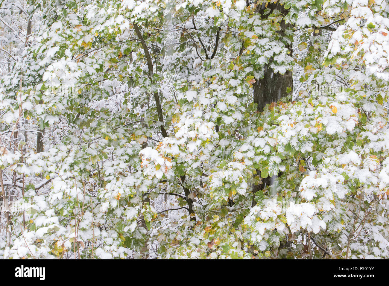 Früherer Beginn des Winters, Ahorn (Acer SP.) Blättern bedeckt im Schnee Hessen, Deutschland Stockfoto