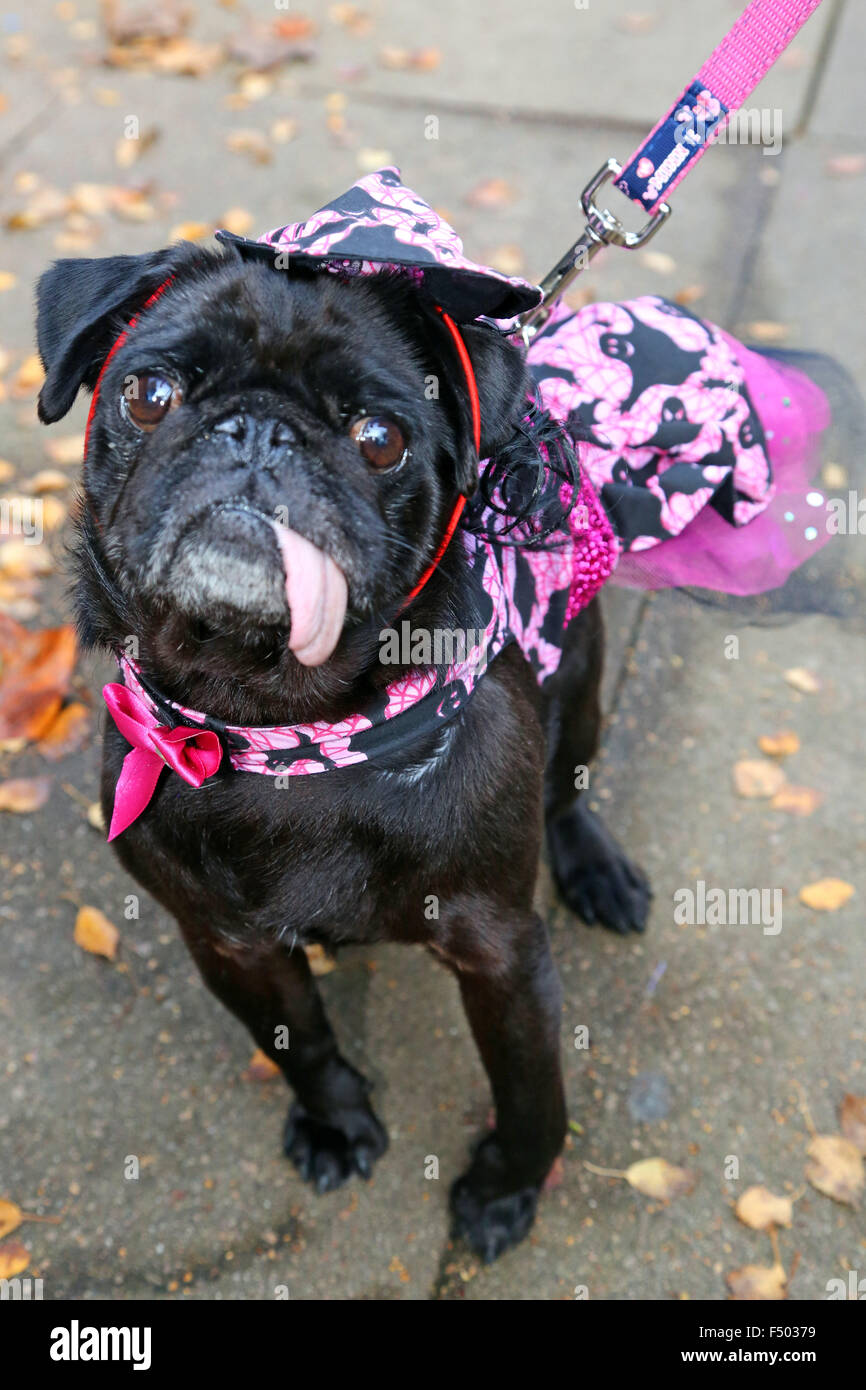 London, UK. 25. Oktober 2015. Minnie der Mops in ihrem Halloween Hut und Cape am alle Hunde Thema Halloween Dog Show, Hampstead Heath, London, der jährlichen Charity-Hund Fuß von der Nächstenliebe, die Häuser für Hunde findet. Bildnachweis: Paul Brown/Alamy Live-Nachrichten Stockfoto