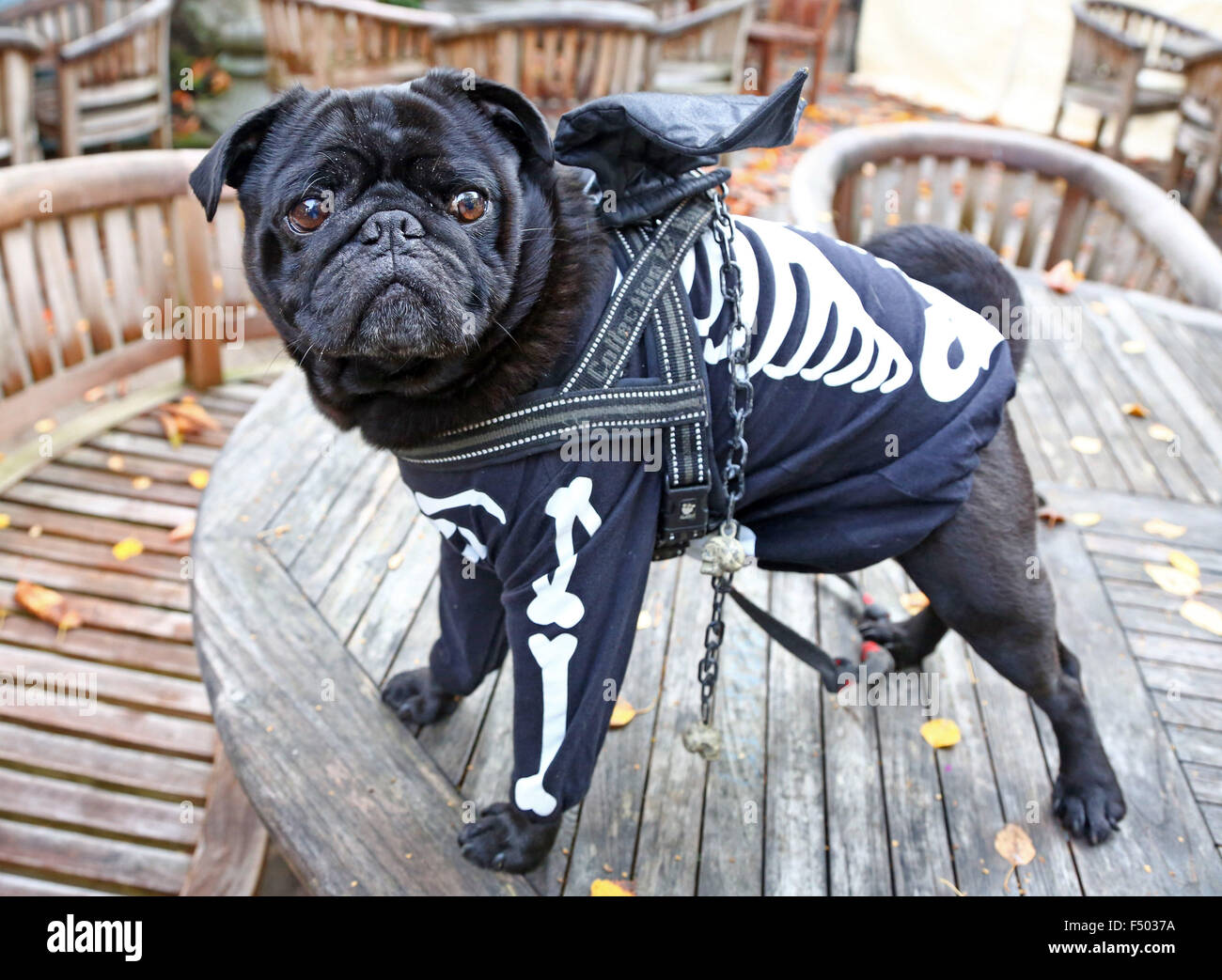 London, UK. 25. Oktober 2015. Odin der Mops ist Batpug! Alle Hunde Thema Halloween Dog Show, Hampstead Heath, London der jährlichen Charity-Hund Fuß von der Nächstenliebe, die Häuser für Hunde findet. Bildnachweis: Paul Brown/Alamy Live-Nachrichten Stockfoto