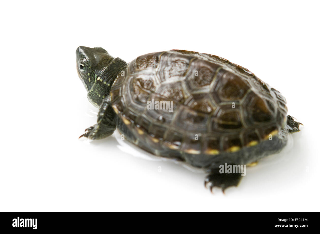 chinesischen Schildkröte isoliert auf weiss Stockfoto