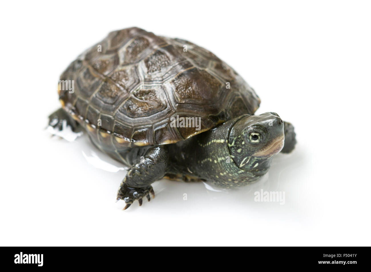 chinesischen Schildkröte isoliert auf weiss Stockfoto