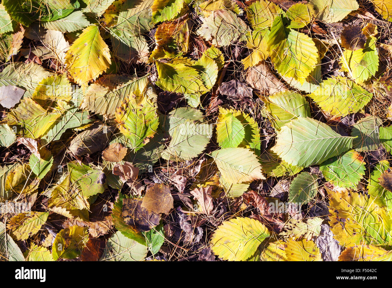 natürlichen Hintergrund - Laubstreu von Hasel Laub und Lärchennadeln im herbstlichen Wald Stockfoto