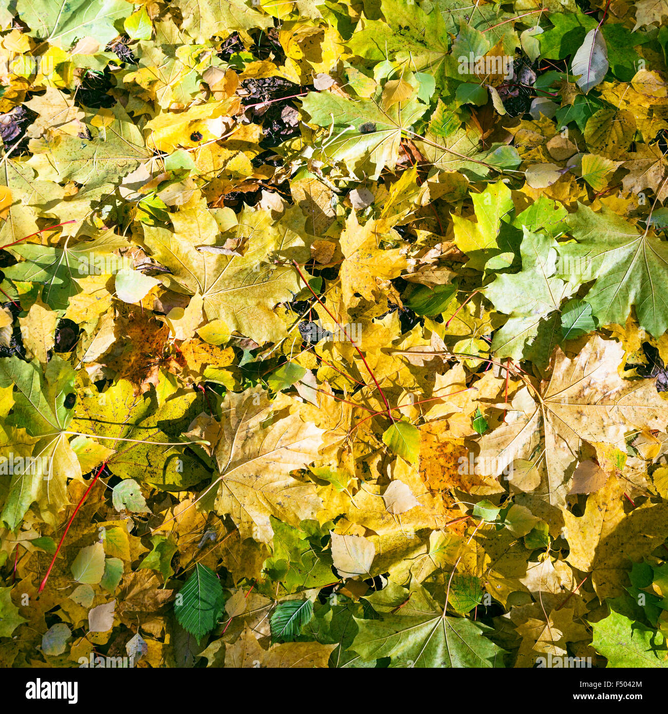 natürlichen Hintergrund - Blätter Laubstreu von gefallenen gelben und grünen Ahorn und Birke im herbstlichen Wald Stockfoto