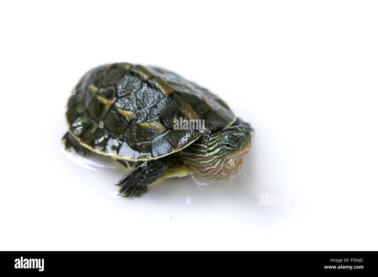 chinesischen Schildkröte isoliert auf weiss Stockfoto