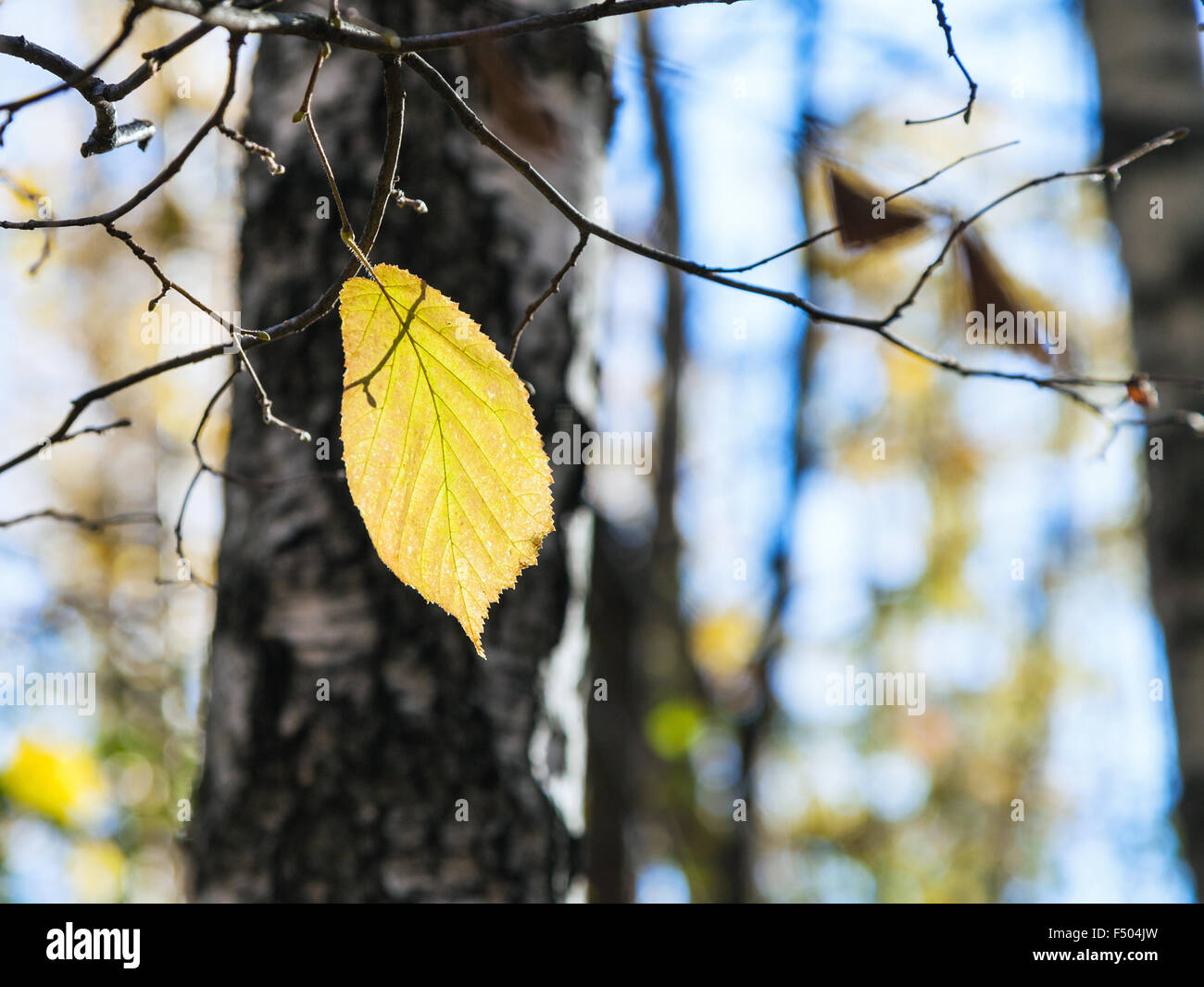 letzte gelbe Hasel Blatt am Baum im Wald in sonnigen Herbsttag Stockfoto