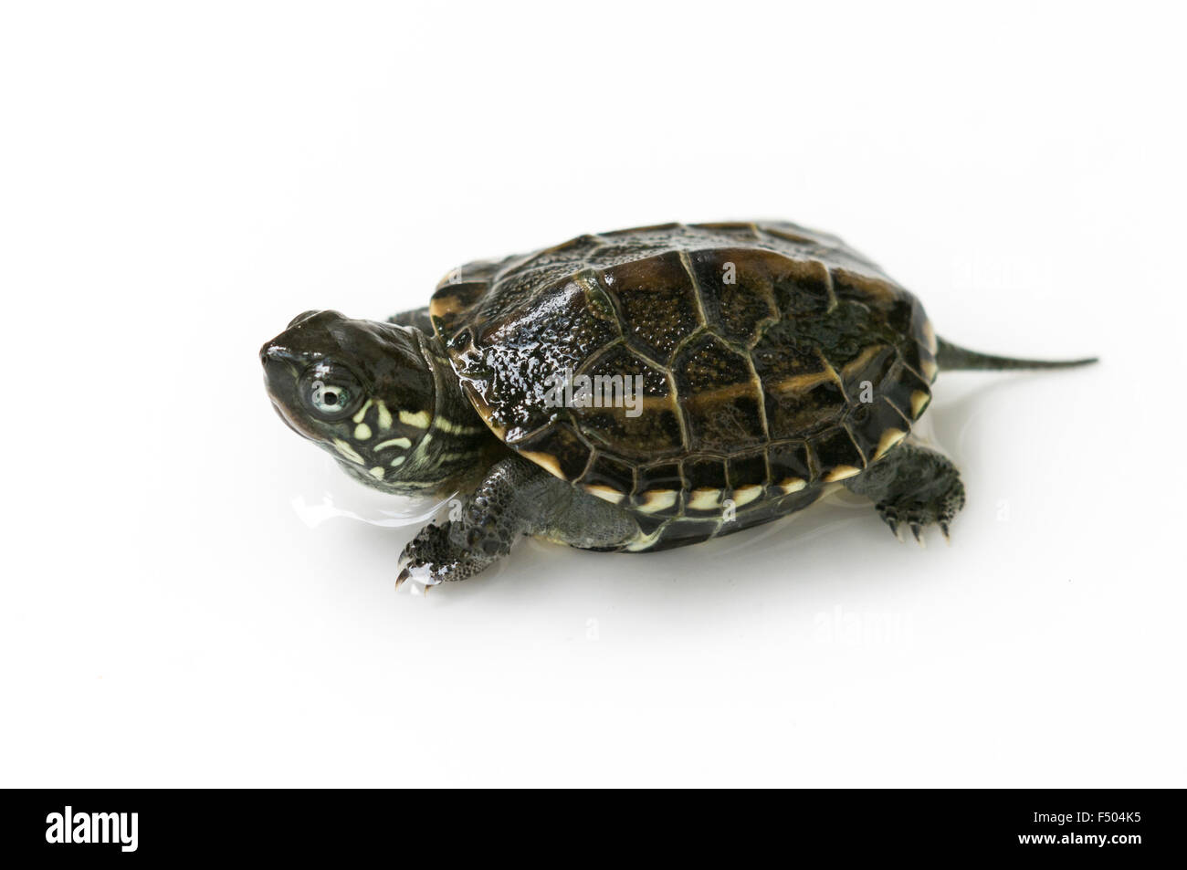 chinesischen Schildkröte isoliert auf weiss Stockfoto