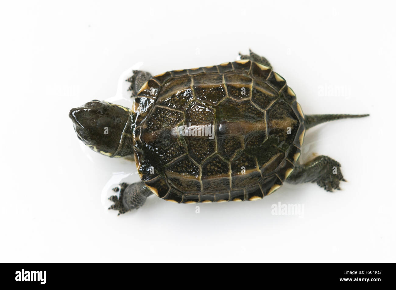 chinesischen Schildkröte isoliert auf weiss Stockfoto