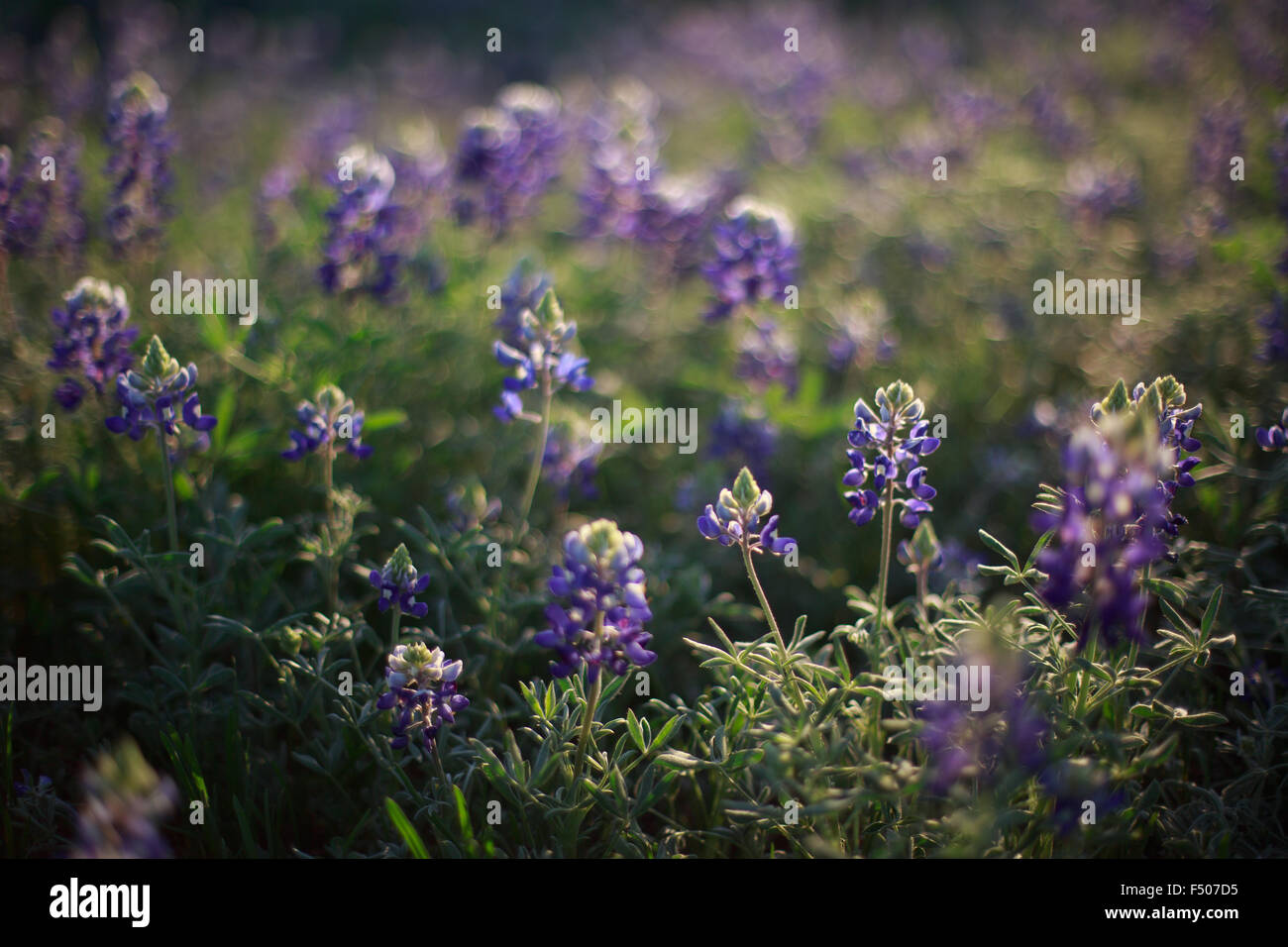 Texas Bluebonnet Wildblumen Hintergrundbeleuchtung von der Sonne Stockfoto