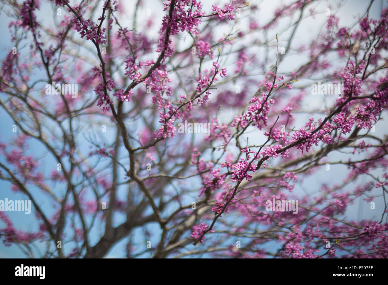Östlichen Redbud Baum (Cercis Canadensis) in voller Blüte im Frühjahr Stockfoto