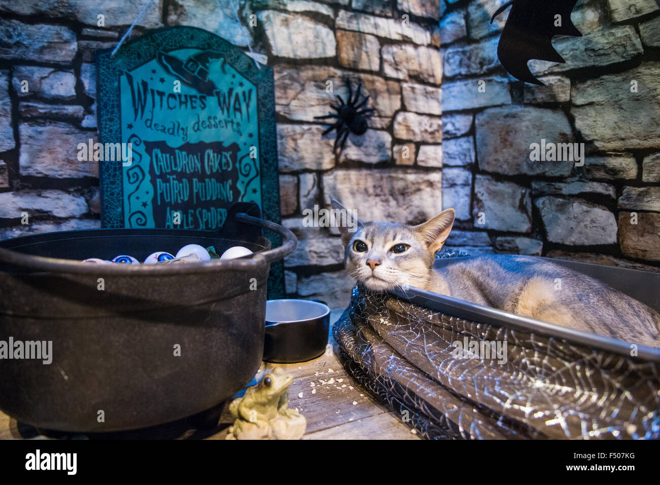 Birmingham, Vereinigtes Königreich. 24. Oktober 2015. 39. supreme Katzenausstellung statt im NEC, Birmingham, UK. Katzen in allen Formen und Größen wurden auf der Messe beurteilt. Bildnachweis: Jon Freeman/Alamy Live-Nachrichten Stockfoto