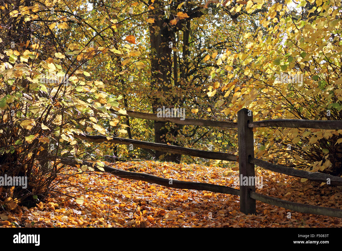 Virginia Water, Surrey, UK. 25. Oktober 2015. Als britische Sommerzeit endet leitet das Vereinigte Königreich in den Winter mit verschwommenen Sonnenschein in Südostengland. Die warmen goldenen Farben des Herbstes in Virginia Water, Surrey. Stockfoto