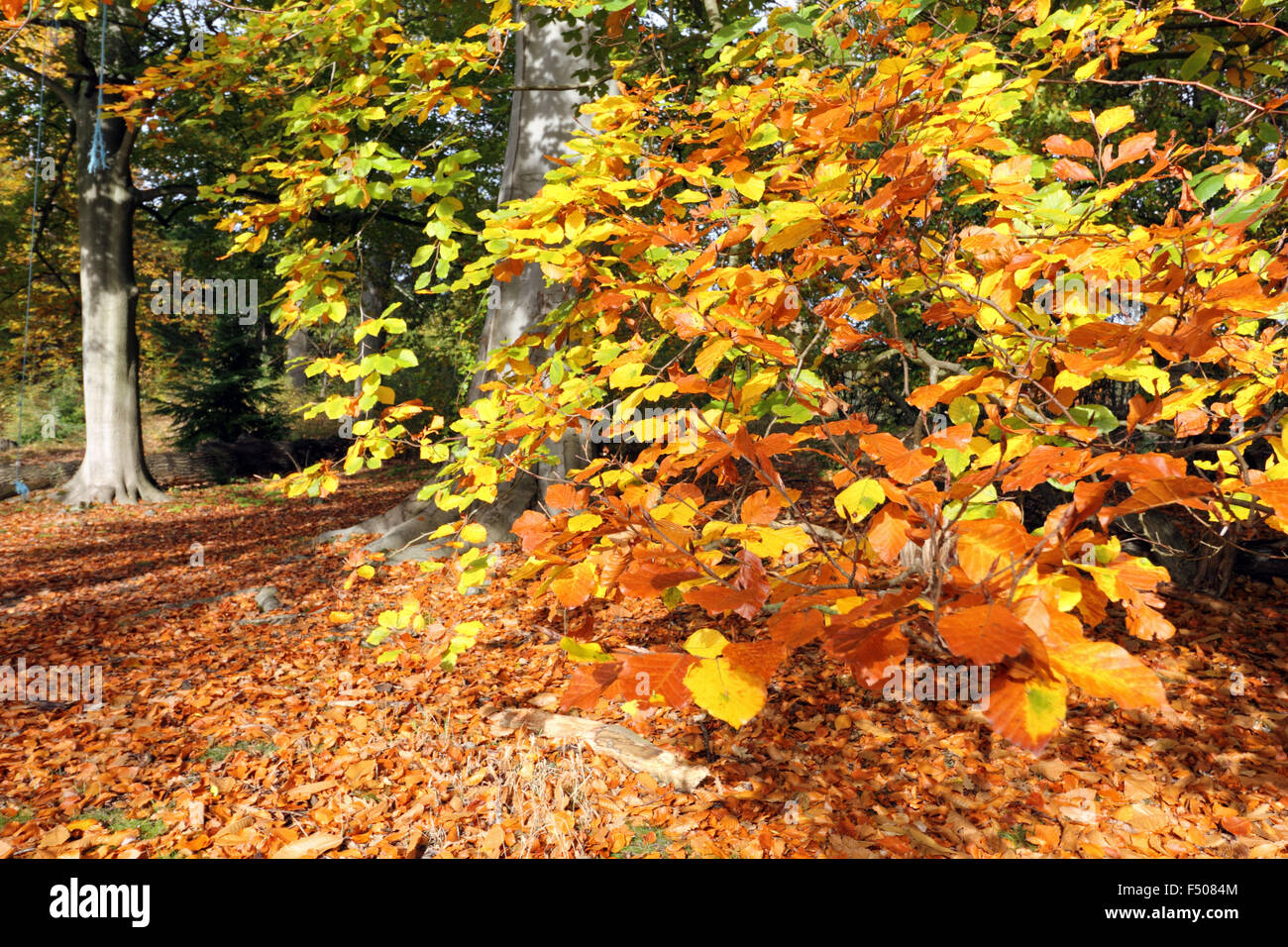 Virginia Water, Surrey, UK. 25. Oktober 2015. Als britische Sommerzeit endet leitet das Vereinigte Königreich in den Winter mit verschwommenen Sonnenschein in Südostengland. Der goldene Herbst Blätter einer Buche in Virginia Water, Surrey. Stockfoto