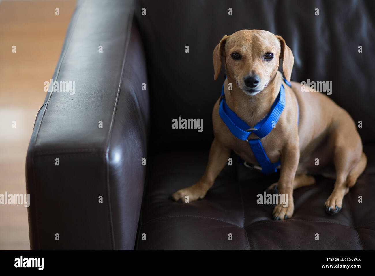 Eine niedliche Dackel Hund trägt ein blaues Geschirr sitzt auf einer couch Stockfoto