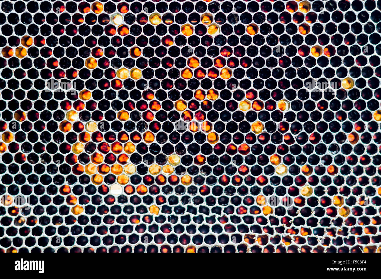 Waben des Krainer Biene (Apis mellifera carnica), eine Unterart des westlichen Honigbiene Stockfoto