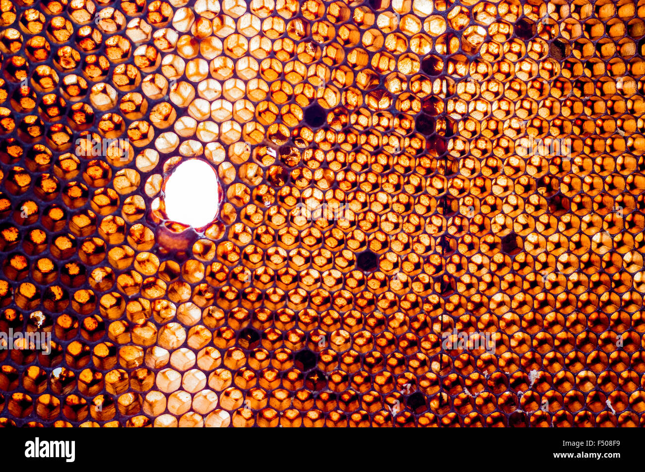 Waben des Krainer Biene (Apis mellifera carnica), eine Unterart des westlichen Honigbiene Stockfoto